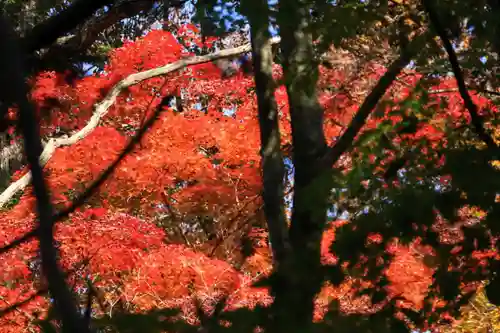 隠津島神社の自然