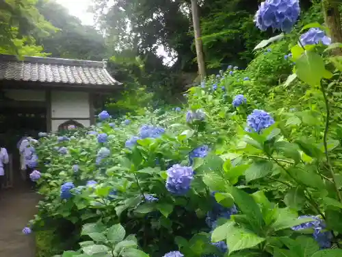 明月院の庭園