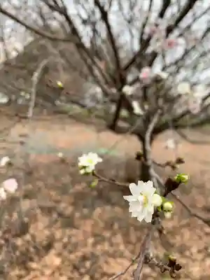 赤城神社の自然