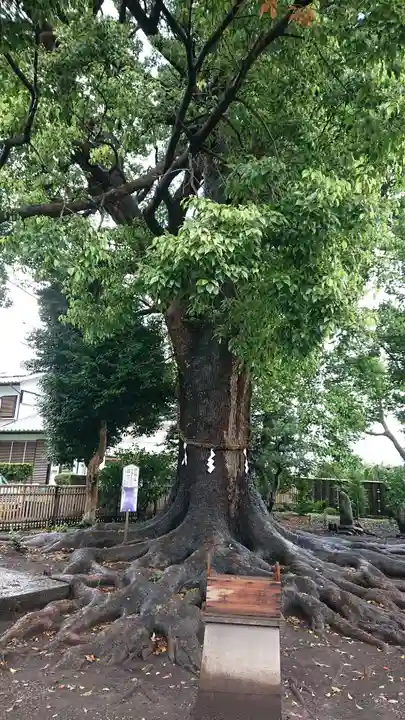 日々神社の自然