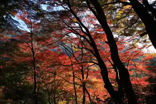 鰐淵寺の自然