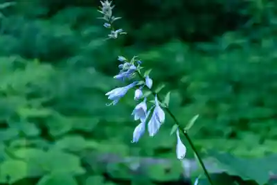 白山比咩神社　奥宮(石川県)