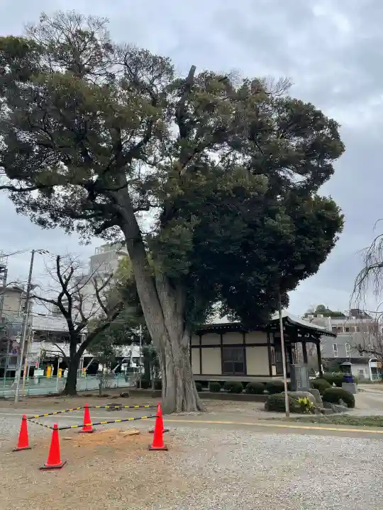谷津観音堂の{uncategorized: "未分類", other: "その他", undefined: "問題あり", building: "その他建物", grave: "お墓", sacred_gate: "鳥居", guardian: "狛犬", statue: "像", buddha: "仏像", history: "歴史", nature: "自然", garden: "庭園", animal: "動物", pagoda: "塔", temizu: "手水舎", mountain_gate: "山門・神門", sanctuary: "本殿・本堂", subordinate: "末社・摂社", art: "芸術", scenery: "景色", jizo: "地蔵", ema: "絵馬", goshuin: "御朱印", omikuji: "おみくじ", items: "授与品その他", amulet: "お守り", goshuincho: "御朱印帳", eats: "食事", festival: "お祭り", votive_dance: "神楽", shichigosan: "七五三参", wedding: "結婚式", experience: "体験その他", initially: "初詣", around: "周辺", anti_infection: "感染症対策"}