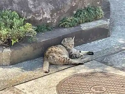 玉蔵院の動物