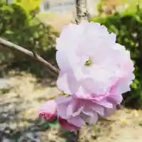 豊景神社の自然