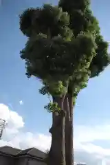 春日神社の自然