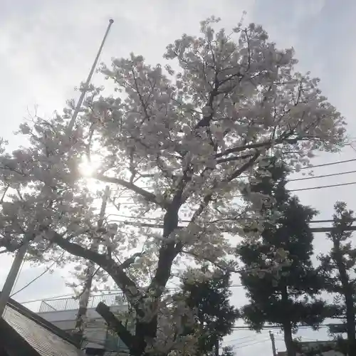 皆中稲荷神社の自然