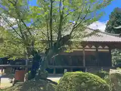 朝光寺の本殿