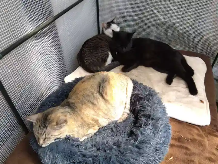 御誕生寺(猫寺)(福井県)