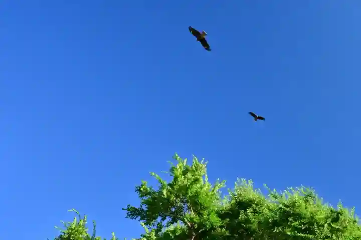 白山媛神社(新潟県)