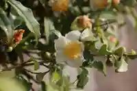 豊景神社の庭園
