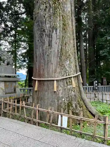 戸隠神社中社(長野県)