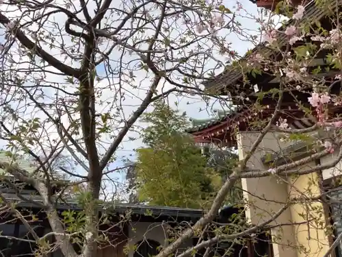 大坊本行寺の自然