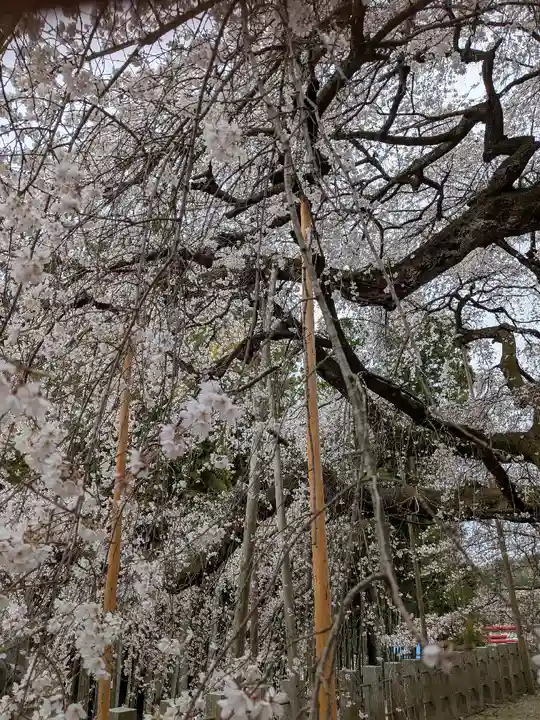 小川諏訪神社の自然