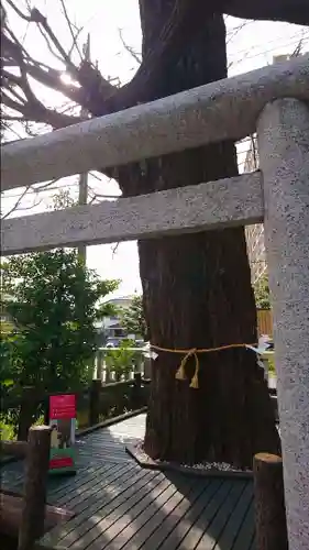 朝日氷川神社の自然