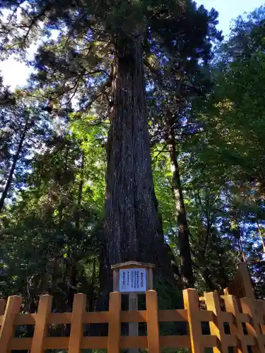 須山浅間神社の自然