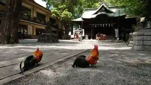 谷保天満宮の動物