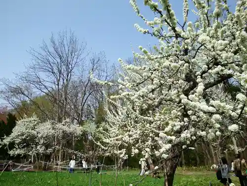 北海道神宮の自然