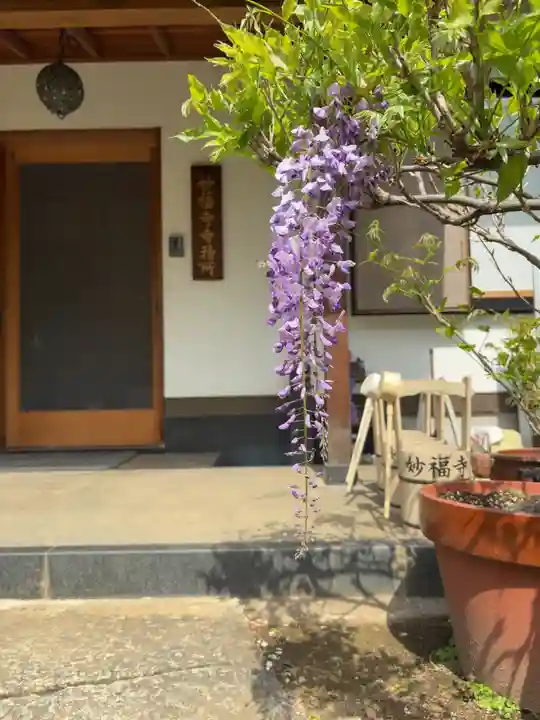 谷中 妙福寺(東京都)