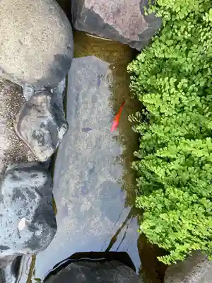 神楽坂安養寺の動物