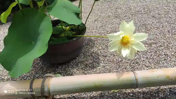 後白河院御聖蹟 法住寺の自然