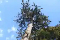 滑川神社 - 仕事と子どもの守り神の自然