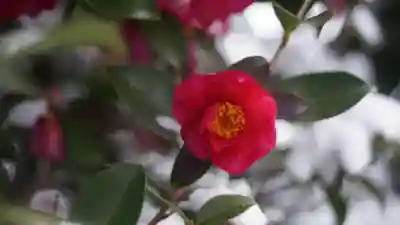 梅宮大社(京都府)