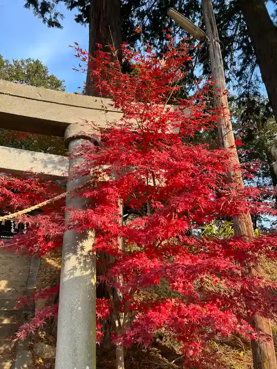 若宮八幡神社の自然