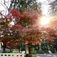 鹿島神宮の自然