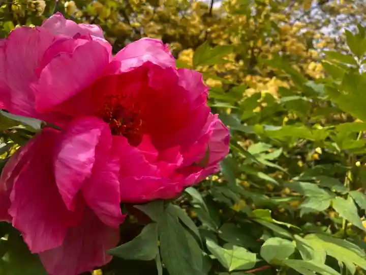 真言宗 善通寺派 薬王寺の{uncategorized: "未分類", other: "その他", undefined: "問題あり", building: "その他建物", grave: "お墓", sacred_gate: "鳥居", guardian: "狛犬", statue: "像", buddha: "仏像", history: "歴史", nature: "自然", garden: "庭園", animal: "動物", pagoda: "塔", temizu: "手水舎", mountain_gate: "山門・神門", sanctuary: "本殿・本堂", subordinate: "末社・摂社", art: "芸術", scenery: "景色", jizo: "地蔵", ema: "絵馬", goshuin: "御朱印", omikuji: "おみくじ", items: "授与品その他", amulet: "お守り", goshuincho: "御朱印帳", eats: "食事", festival: "お祭り", votive_dance: "神楽", shichigosan: "七五三参", wedding: "結婚式", experience: "体験その他", initially: "初詣", around: "周辺", anti_infection: "感染症対策"}