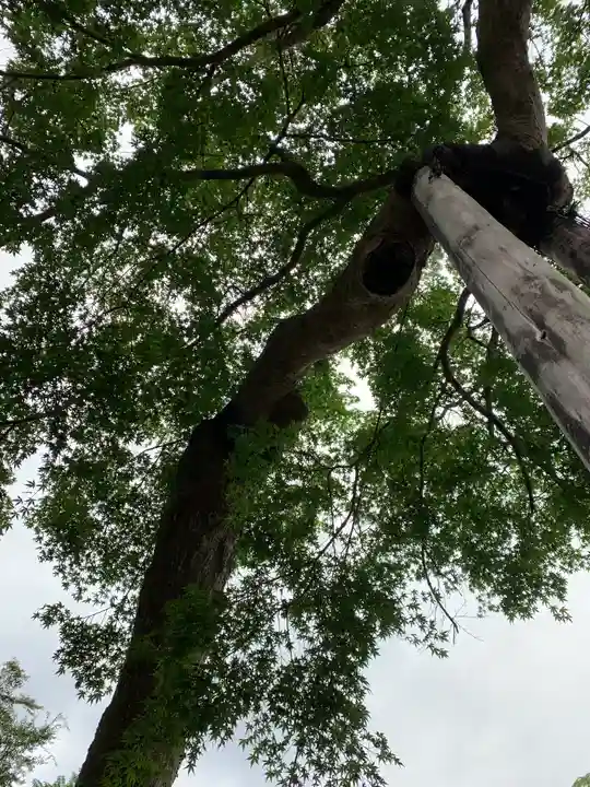 御嶽神社の自然