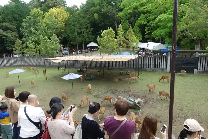 春日大社の動物