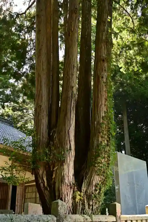 三島神社(藤縄森三島神社)(愛媛県)