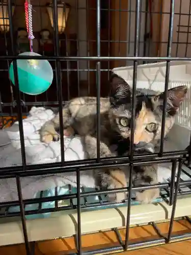 鶴峯八幡宮(千葉県)