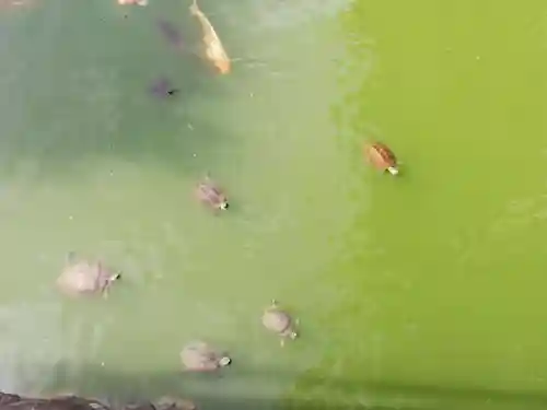 亀戸天神社の動物