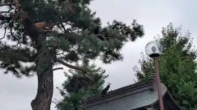 帯広別院の動物