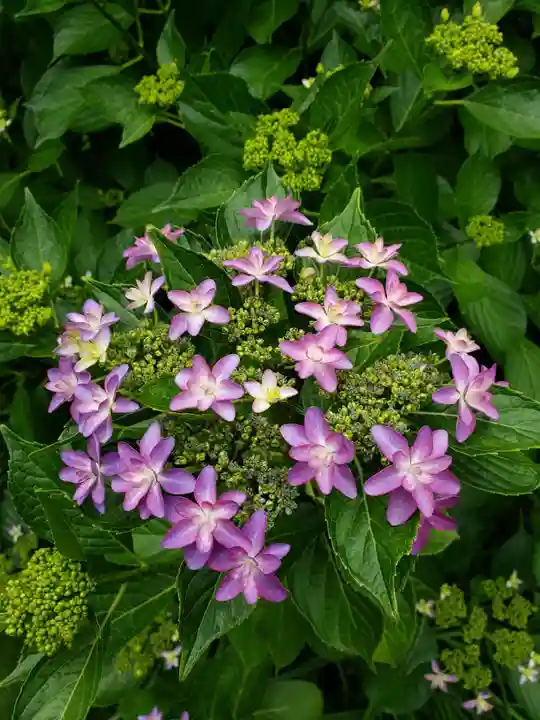 妙法寺(東京都)