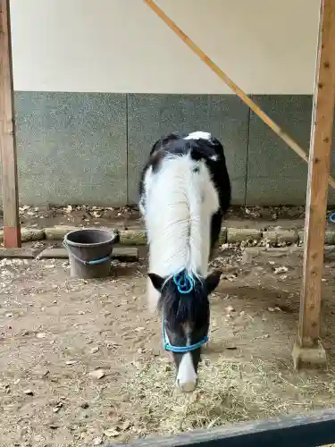 平塚八幡宮の{uncategorized: "未分類", other: "その他", undefined: "問題あり", building: "その他建物", grave: "お墓", sacred_gate: "鳥居", guardian: "狛犬", statue: "像", buddha: "仏像", history: "歴史", nature: "自然", garden: "庭園", animal: "動物", pagoda: "塔", temizu: "手水舎", mountain_gate: "山門・神門", sanctuary: "本殿・本堂", subordinate: "末社・摂社", art: "芸術", scenery: "景色", jizo: "地蔵", ema: "絵馬", goshuin: "御朱印", omikuji: "おみくじ", items: "授与品その他", amulet: "お守り", goshuincho: "御朱印帳", eats: "食事", festival: "お祭り", votive_dance: "神楽", shichigosan: "七五三参", wedding: "結婚式", experience: "体験その他", initially: "初詣", around: "周辺", anti_infection: "感染症対策"}