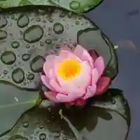 牛嶋天満宮の自然