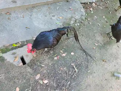 玉祖神社(山口県)