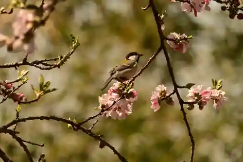 祥雲寺(愛媛県)