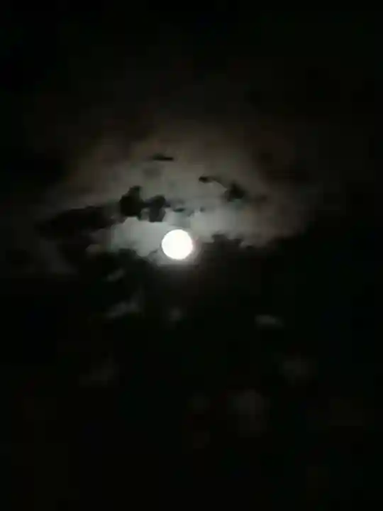 伏木香取神社の自然