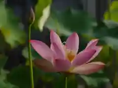 極楽山　浄土寺の自然