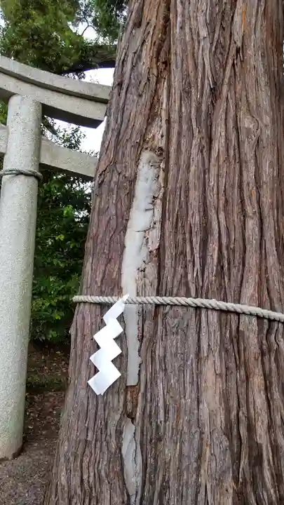 賀茂神社の自然