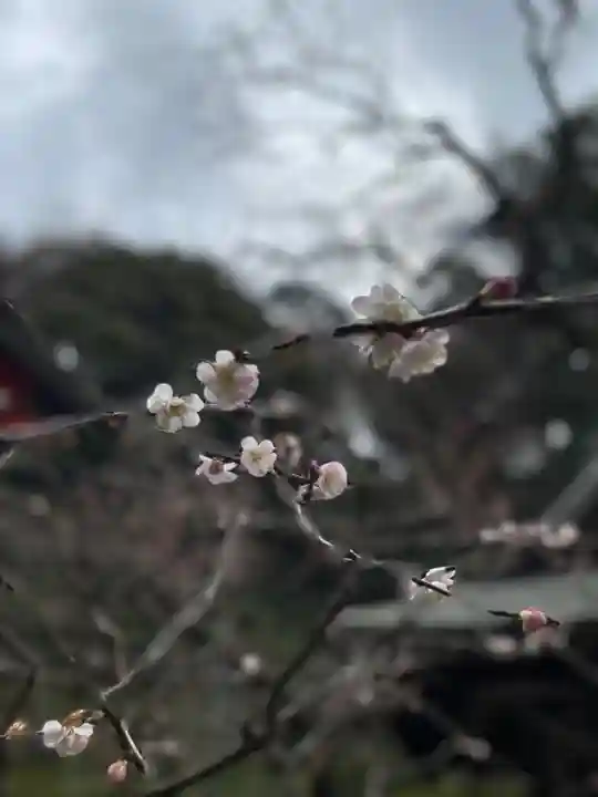 荏柄天神社の自然