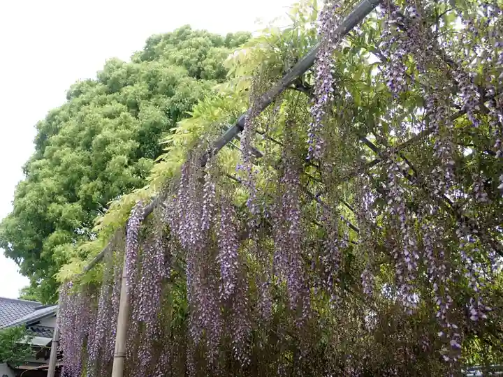 時宗総本山 遊行寺(正式:清浄光寺)(神奈川県)