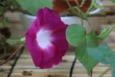 阿邪訶根神社の芸術
