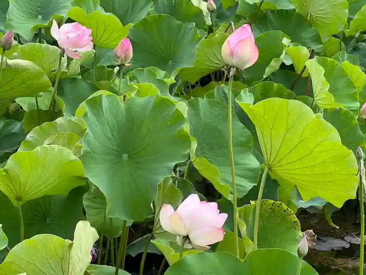 岩井八坂神社(茨城県)