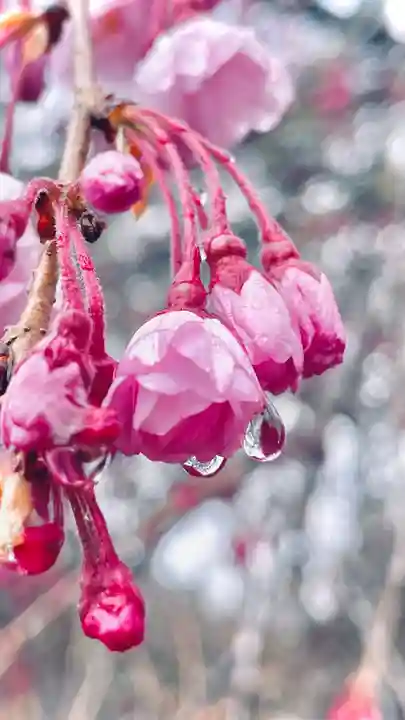 浄居寺(山梨県)