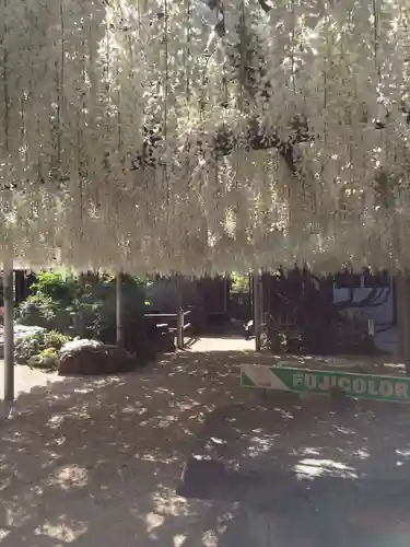 吉祥寺の御朱印